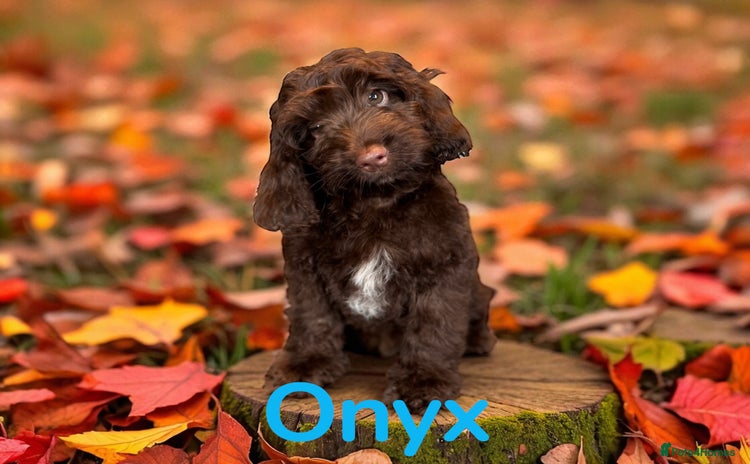 Cockapoo dogs - Advert 5