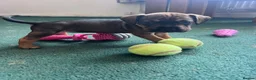 Mixed Breed dogs for sale: Sprocker spaniel x Frenchie-Pei  - Advert 28