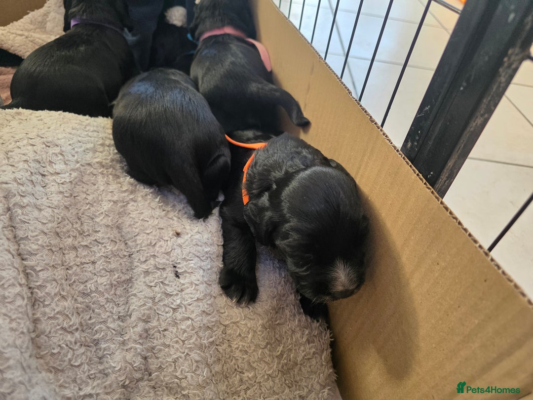 Cocker Spaniel dogs for sale: Working cocker Spaniel puppies KC registered  - Image 13