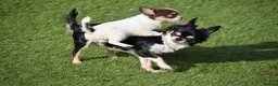 Chihuahua dogs for sale: Beautiful Chihuahua Puppy - Advert 1