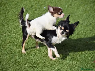 Chihuahua dogs Beautiful Chihuahua Puppy - Advert 15