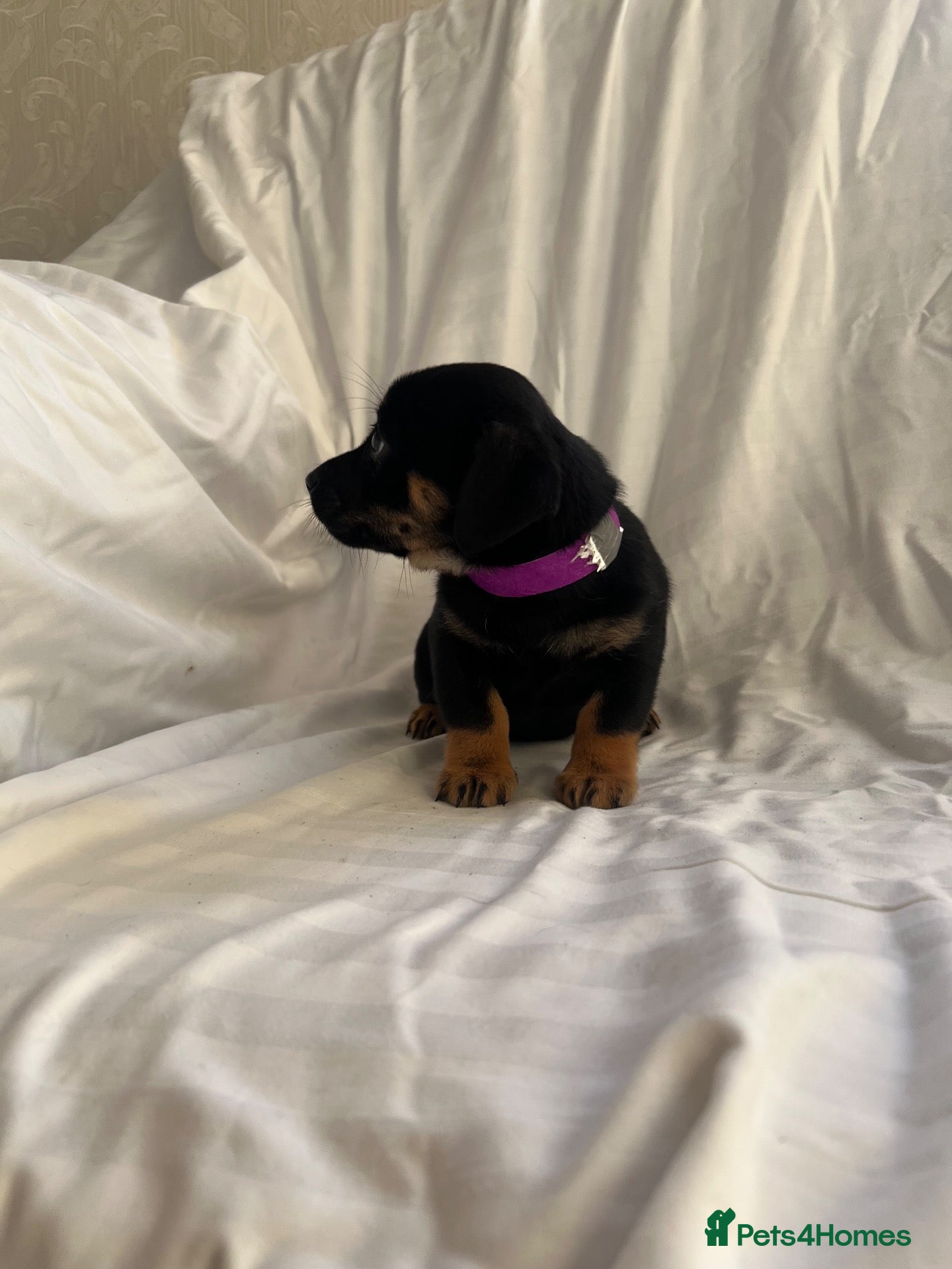 Jack Russell dogs  Jack Russell puppies for sale  - Advert 2