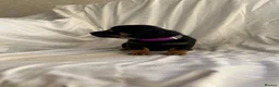 Jack Russell dogs for sale:  Jack Russell puppies for sale  - Advert 2
