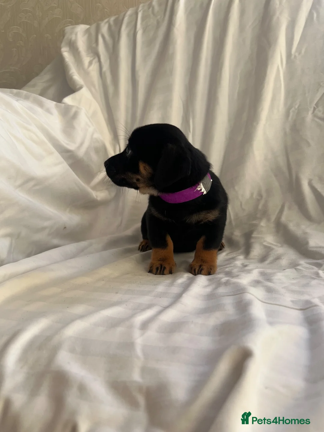Jack Russell dogs for sale:  Jack Russell puppies for sale  - Advert 2