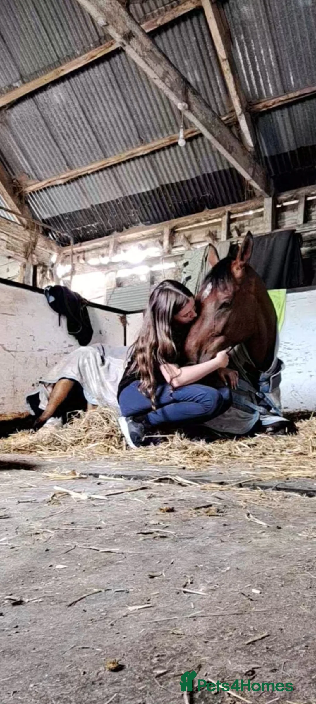 English Thoroughbred horses for sale: 16.2 thoroughbred gelding in Ellesmere - Advert 3