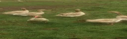 Geese poultry for sale: Brecon Buff Geese - Advert 2