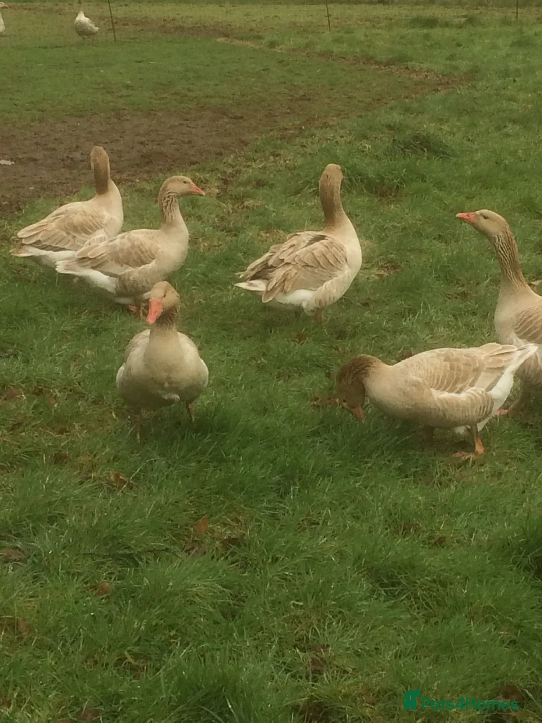 Geese poultry for sale: Brecon Buff Geese - Advert 2