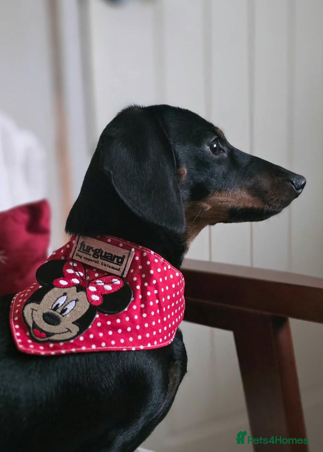 Dachshund dogs Miniature Dachshund  - Advert 1