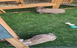 Mini Lop rabbits for sale: Male rabbit and hutch for sale - Image 3