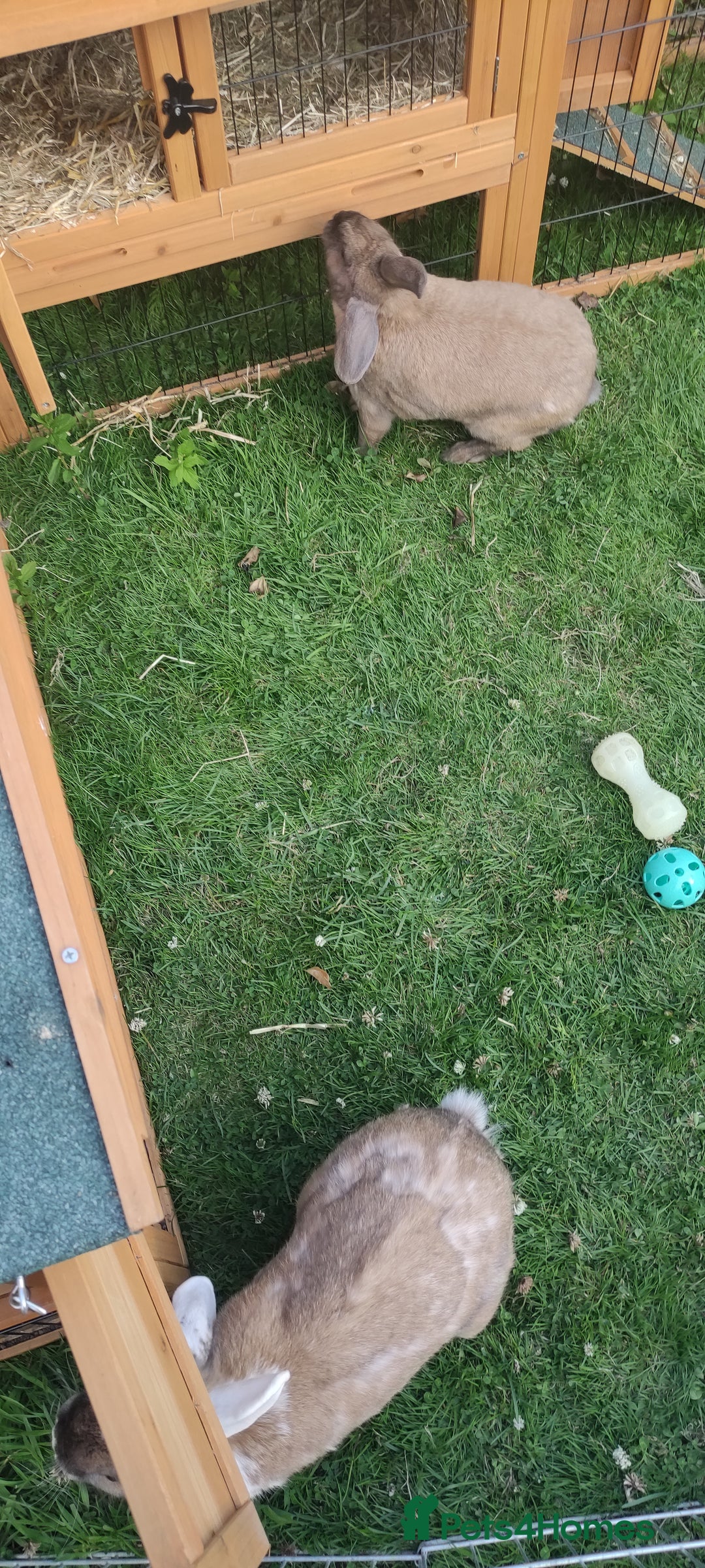 Mini Lop rabbits for sale: Male rabbit and hutch for sale - Image 3