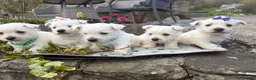 West Highland Terrier dogs for sale: Quality KC registered West Highland Terrier Pups - Advert 24