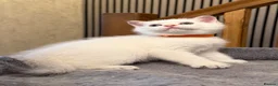 British Shorthair cats for sale: 🐾 Adorable Kittens Looking for a Loving Family 🐾 - Advert 8