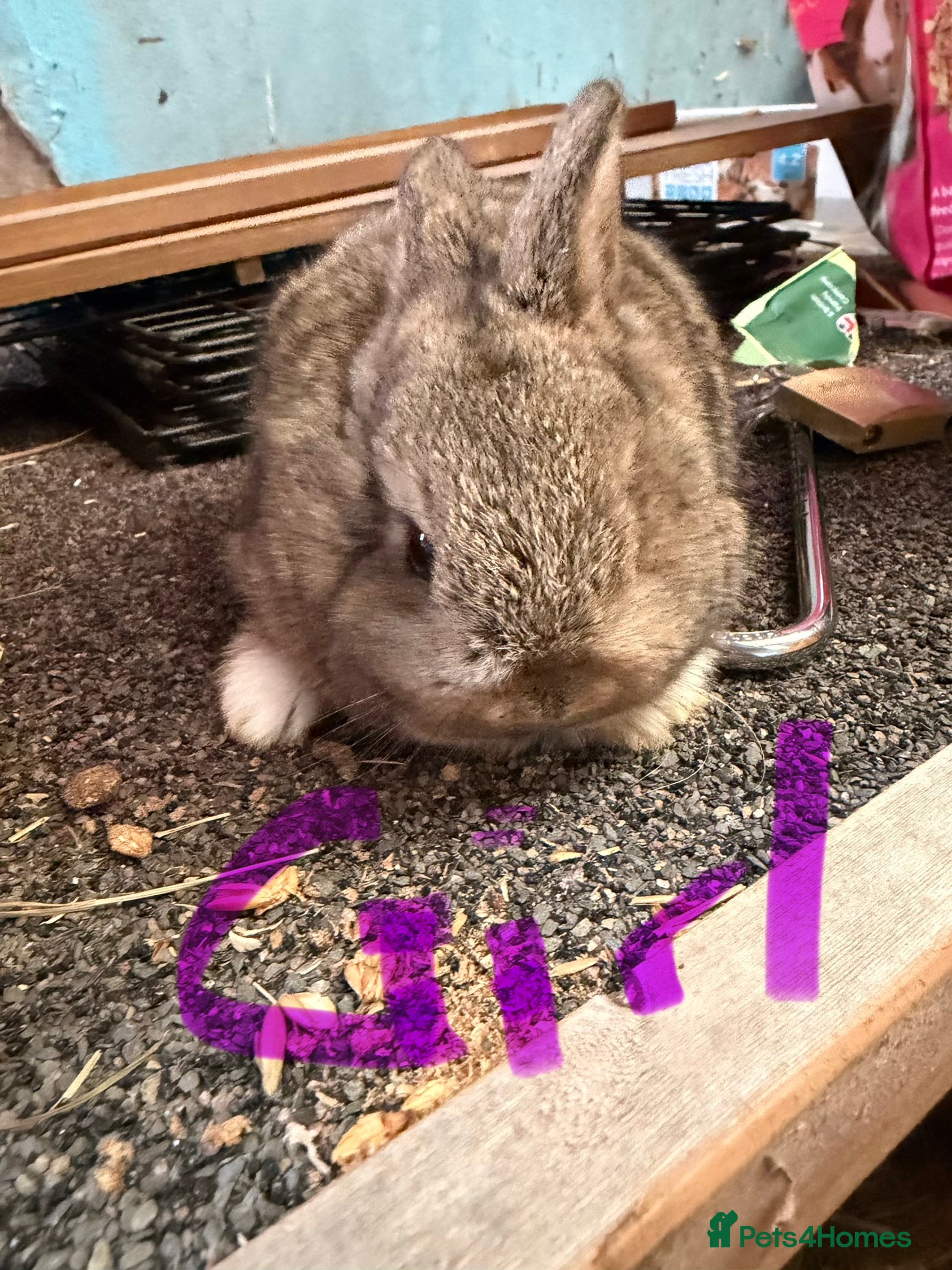 Mixed Breed rabbits 1 girl left Plush Bunnies ready 3rd Jan - Advert 12