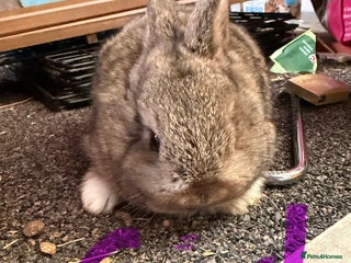 Mixed Breed rabbits 1 girl left Plush Bunnies ready 3rd Jan - Advert 12