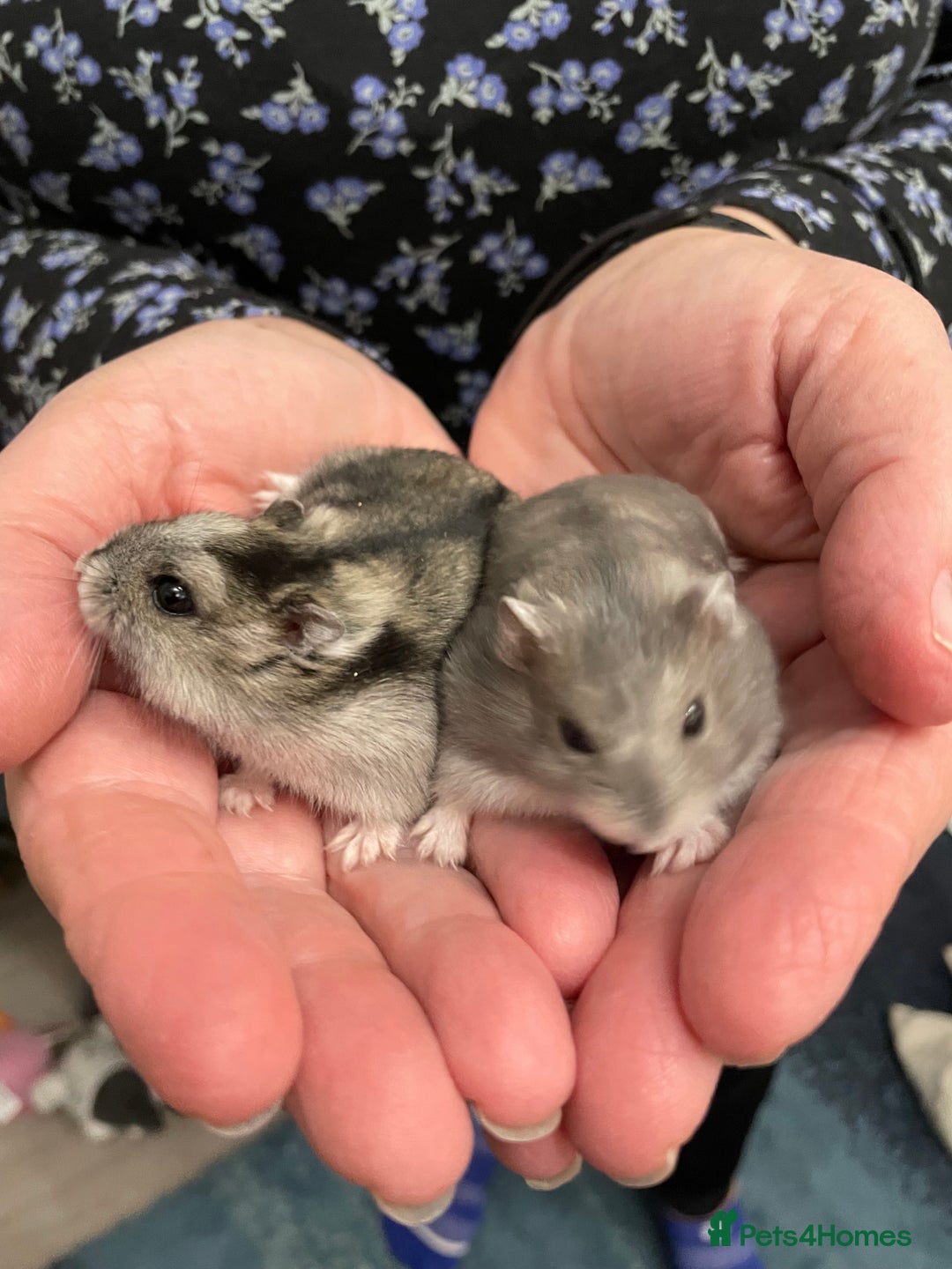 Hamster rodents for sale: Baby Winter White Russian hamsters from show stock - Image 9