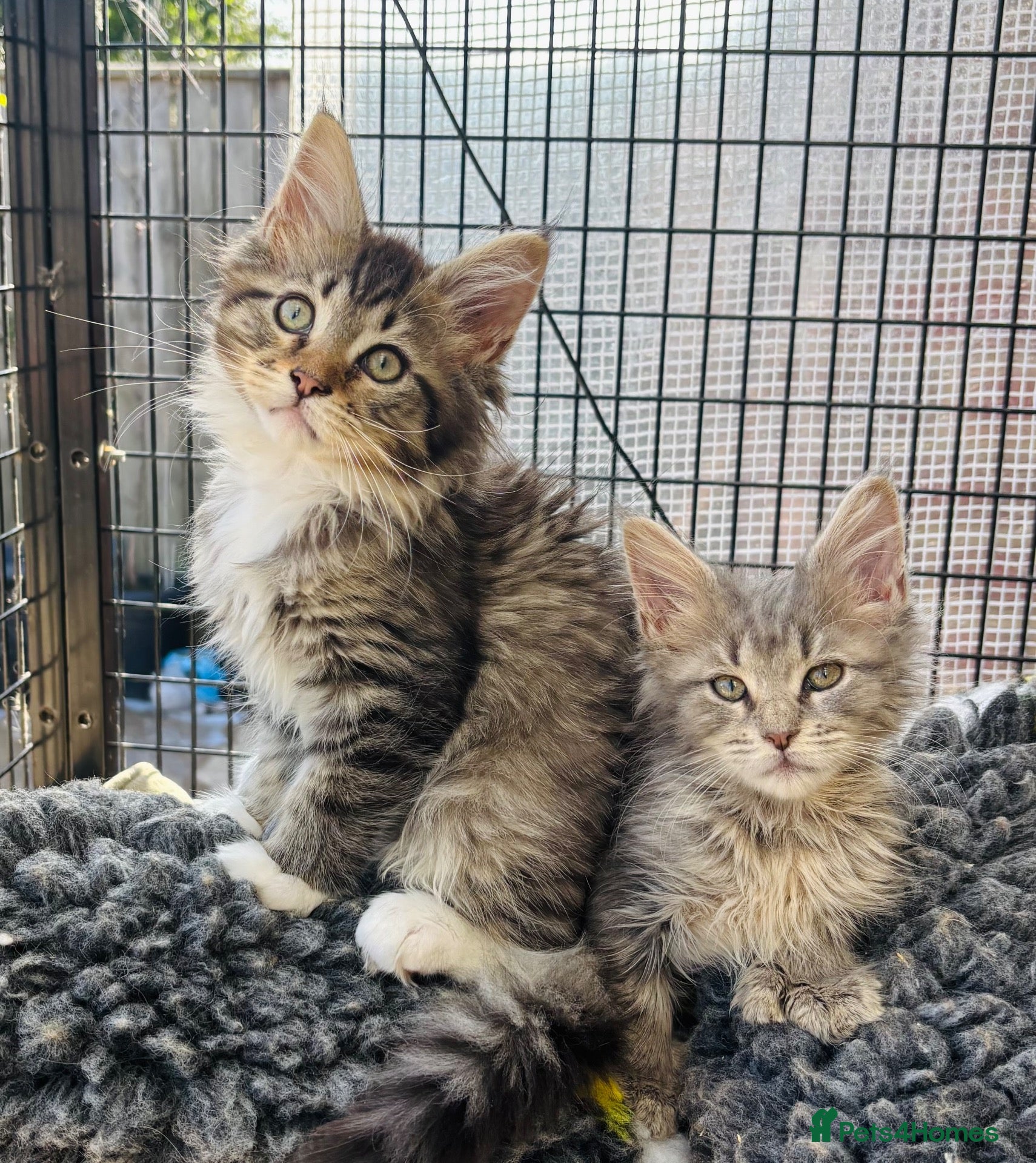 Maine Coon cats Beautiful female polydactyl Maine coon kittens  - Advert 1