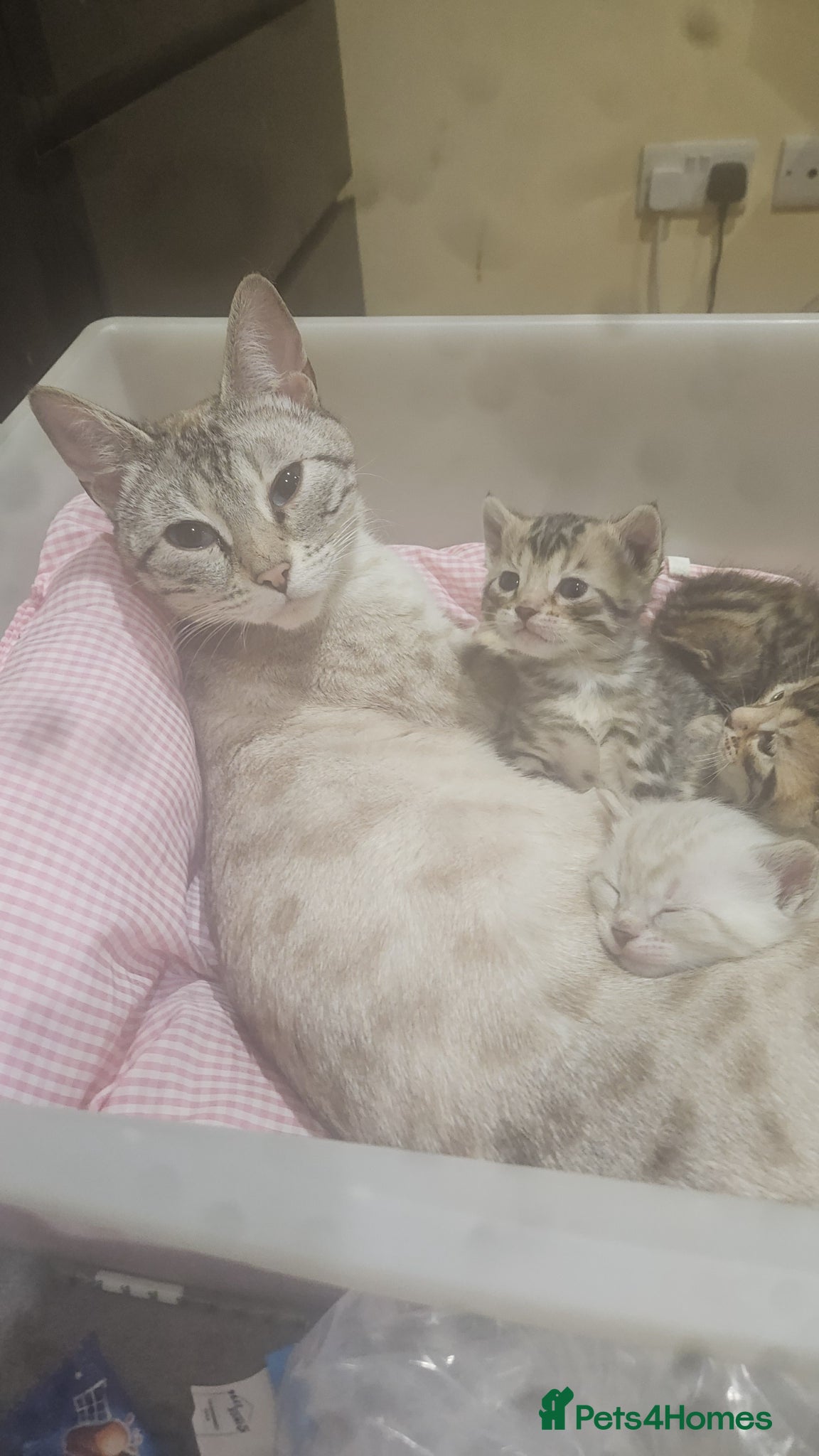 Bengal cats 3 male bengals  - Advert 1