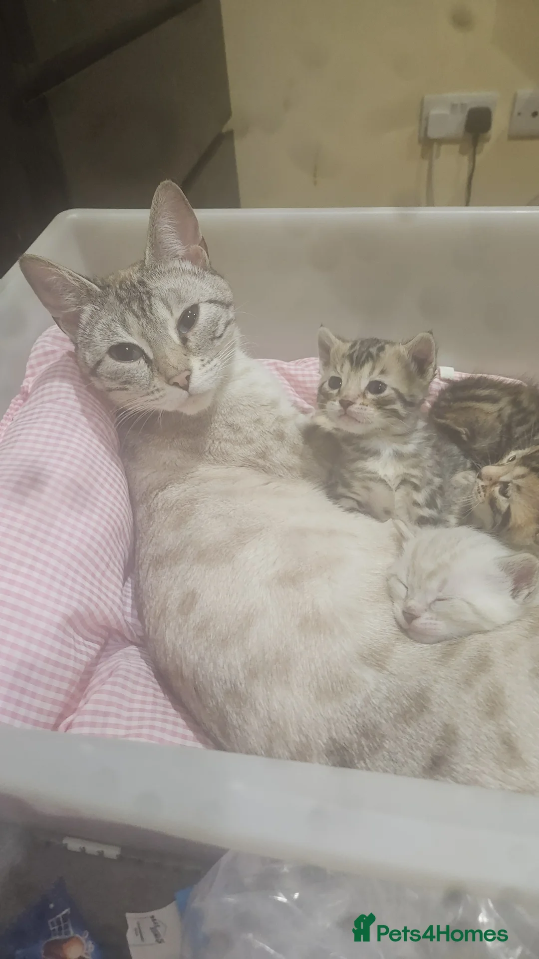 Bengal cats for sale: 3 male bengals  - Advert 1