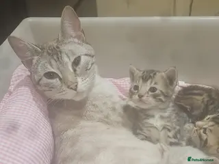 Bengal cats 3 male bengals - Advert 1