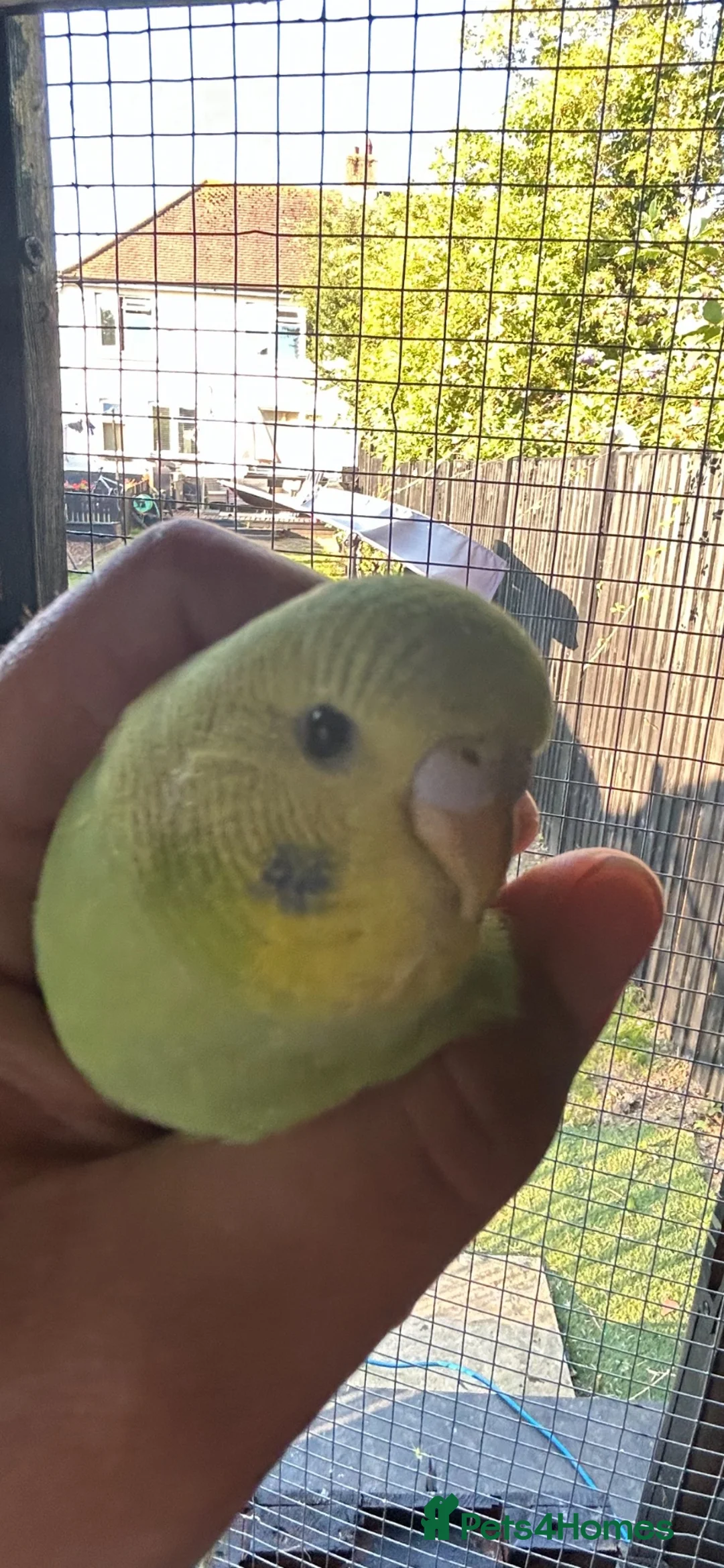Budgerigars birds for sale: 2 Hand tame babies  - Advert 2
