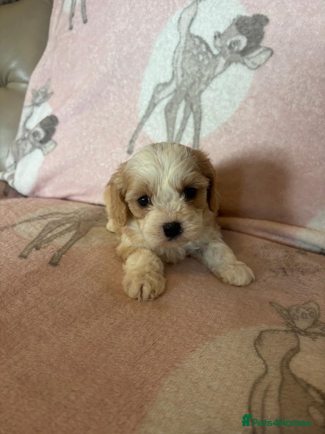 Cavapoo dogs for sale: Stunning Cavapoo puppies from family home  - Advert 32