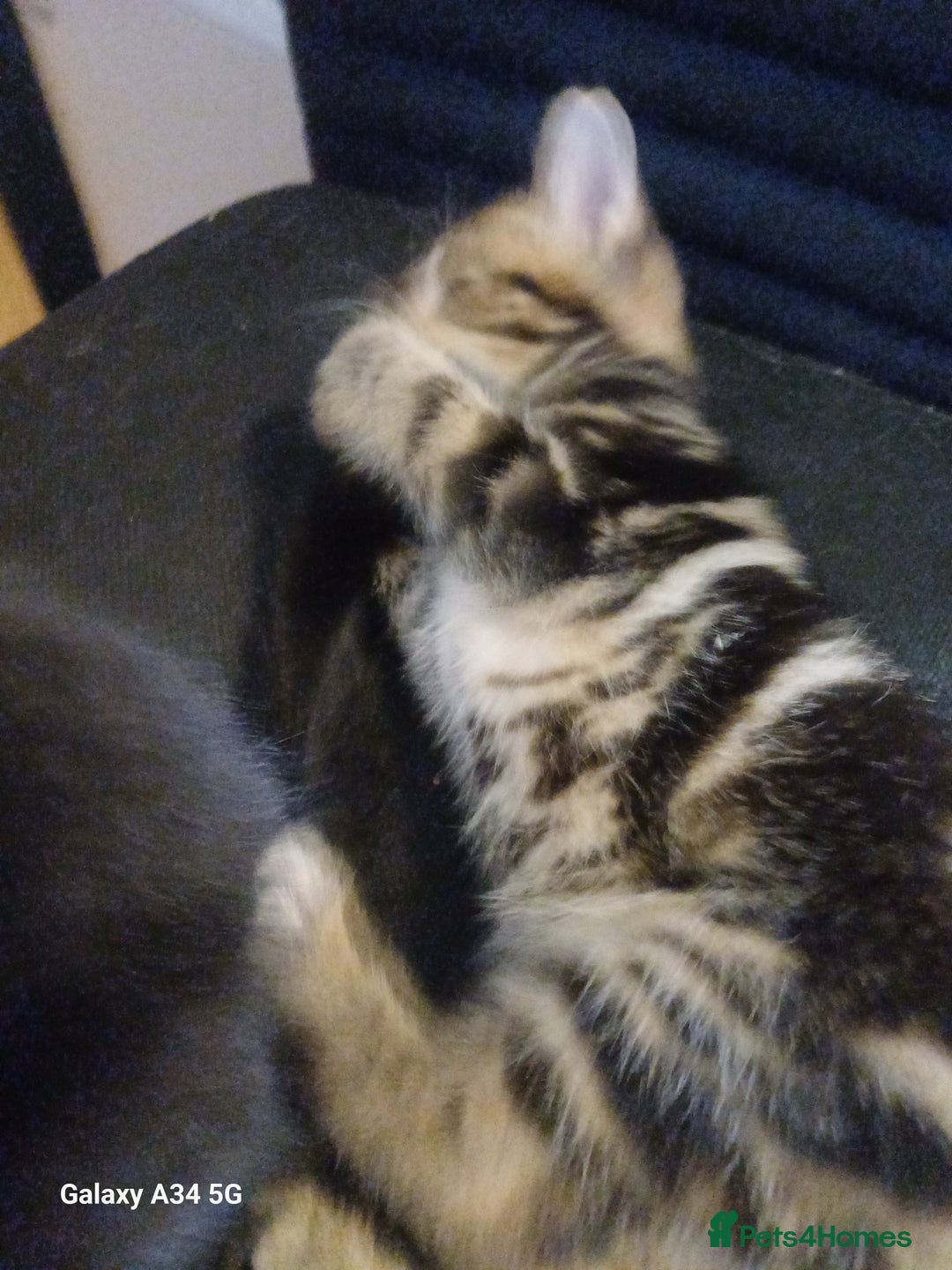 Mixed Breed cats for sale: 4 stunning kittens looking for their forever home. - Image 19