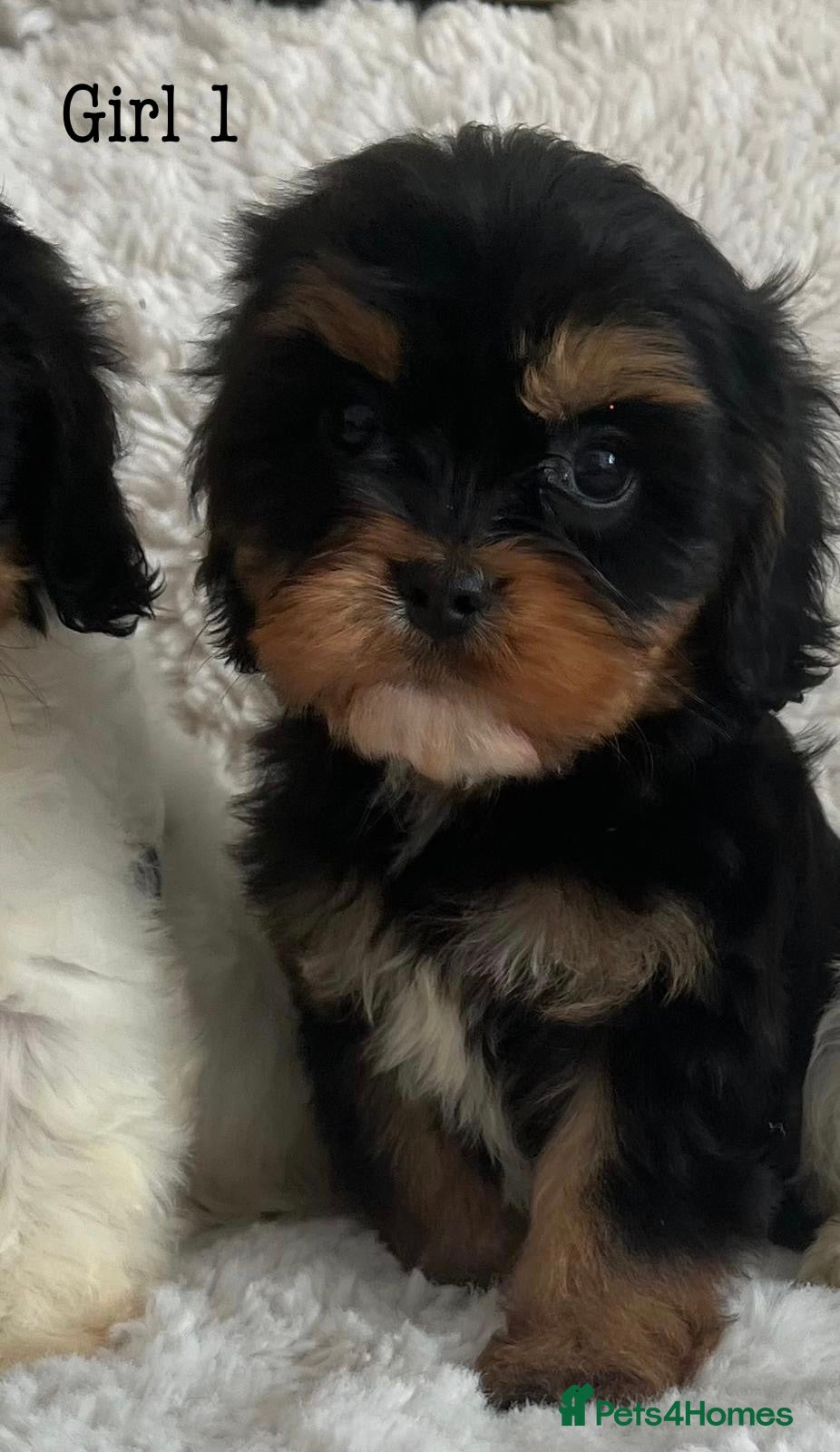 Cavapoo dogs Tri cavapoo puppies for sale - Advert 2