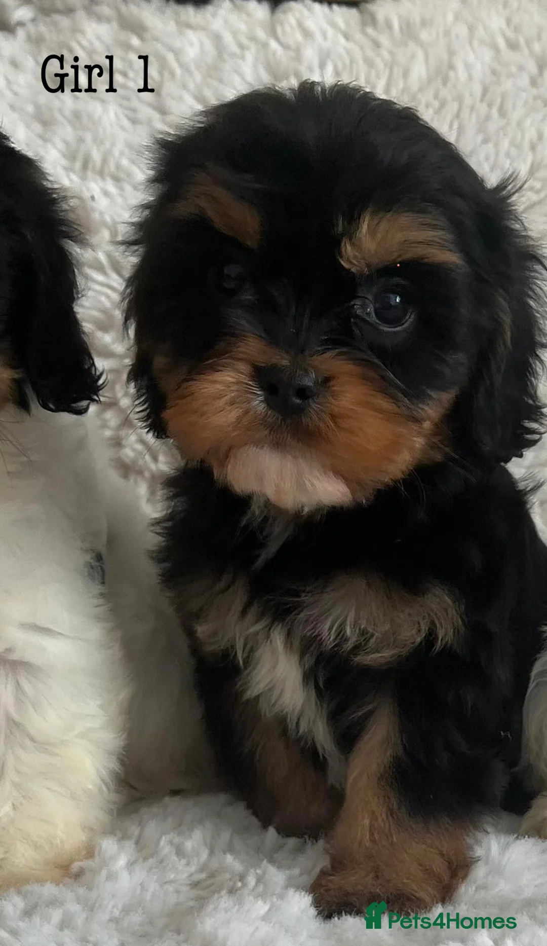 Cavapoo dogs for sale: Tri cavapoo puppies for sale - Advert 2