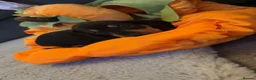Dachshund dogs for sale: Beautiful little dachshund puppies  - Advert 7