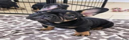 French Bulldog dogs for sale: Beautiful French Bulldog Puppies - Advert 5