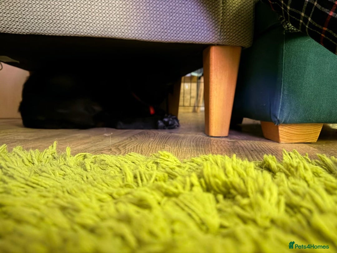 Mixed Breed dogs for adoption: 🌸 MABEL - Quiet, Sweet, a Beautiful Soul - Advert 9