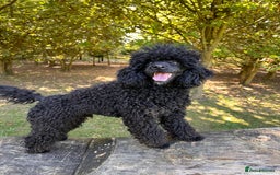 Miniature Poodle dogs for stud: KC phantom miniature poodle stud health tested in Thetford - Image 7