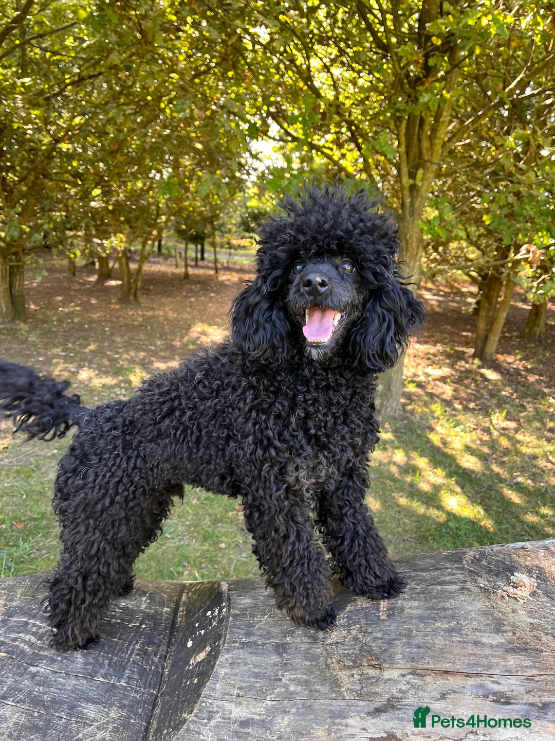 Miniature Poodle dogs for stud: KC phantom miniature poodle stud health tested in Thetford - Image 7