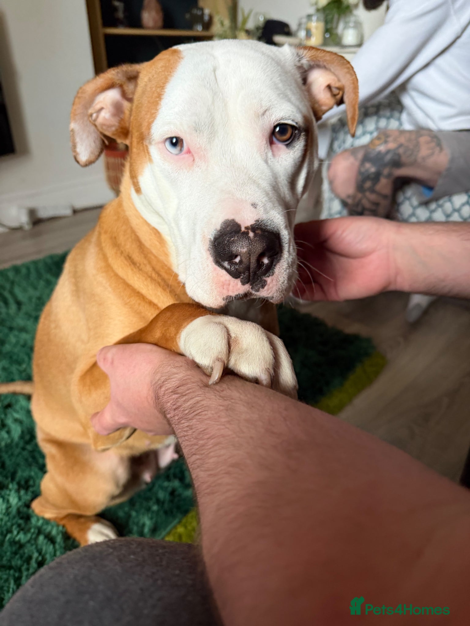 Mixed Breed dogs Bully breed  - Advert 1