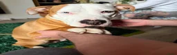 Mixed Breed dogs for sale: Bully breed  - Advert 1