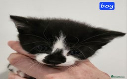 British Shorthair cats for sale: Beautiful black and white kittens - Image 2