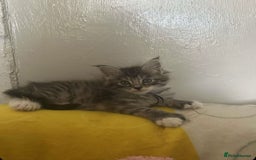 Maine Coon cats for sale: MAINE COON KITTENS SOME POLYDACTYL  - Image 4