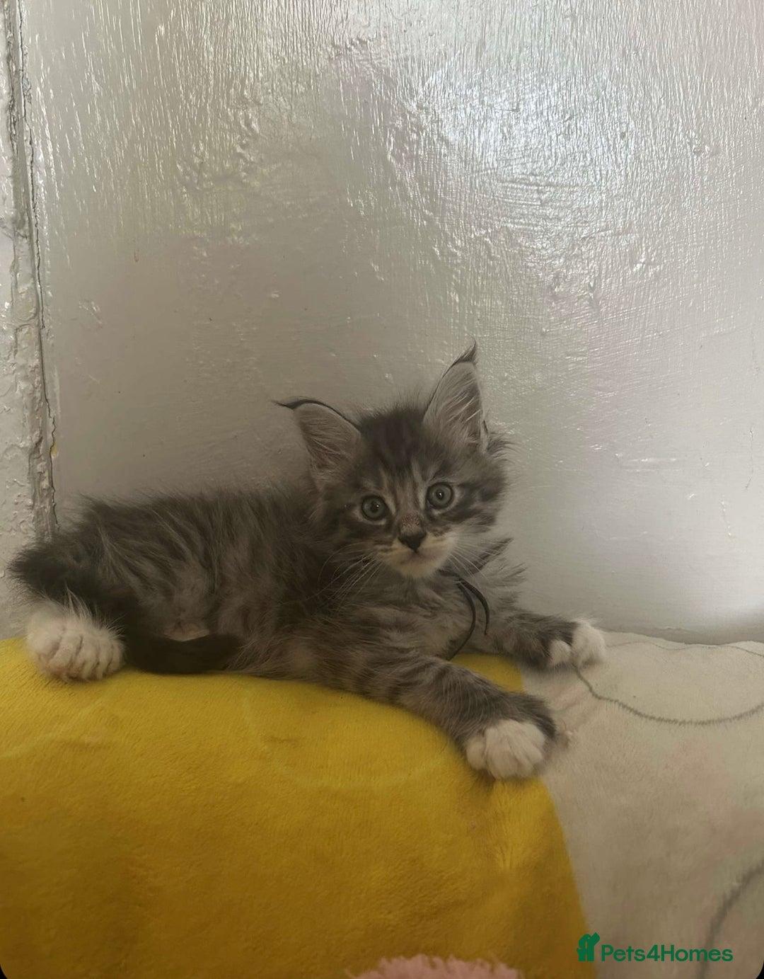 Maine Coon cats for sale: MAINE COON KITTENS SOME POLYDACTYL  - Image 4
