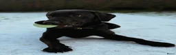 Labrador Retriever dogs for sale: Loving Home Needed for Cub - Advert 6