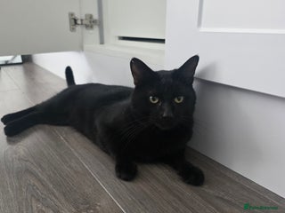 Bombay cats Bombay male - Advert 2