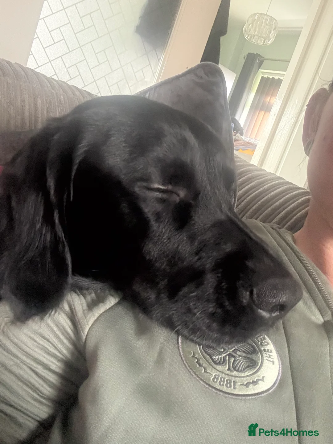 Springador dogs for sale: My baby needs a new home  in Doncaster - Advert 3