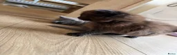 Maine Coon cats for sale: Maine Coon kittens  - Advert 22