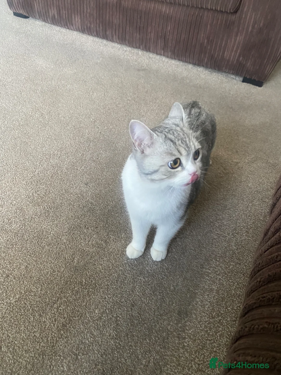 British Shorthair cats for sale: 10 months kitten for sale  in Bradford - Advert 6