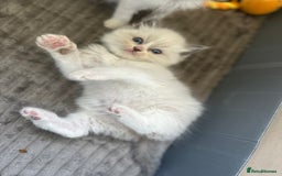 Ragdoll cats for sale: GCCF Registered Ragdoll Kittens Available! 🐾 in Taunton - Image 6