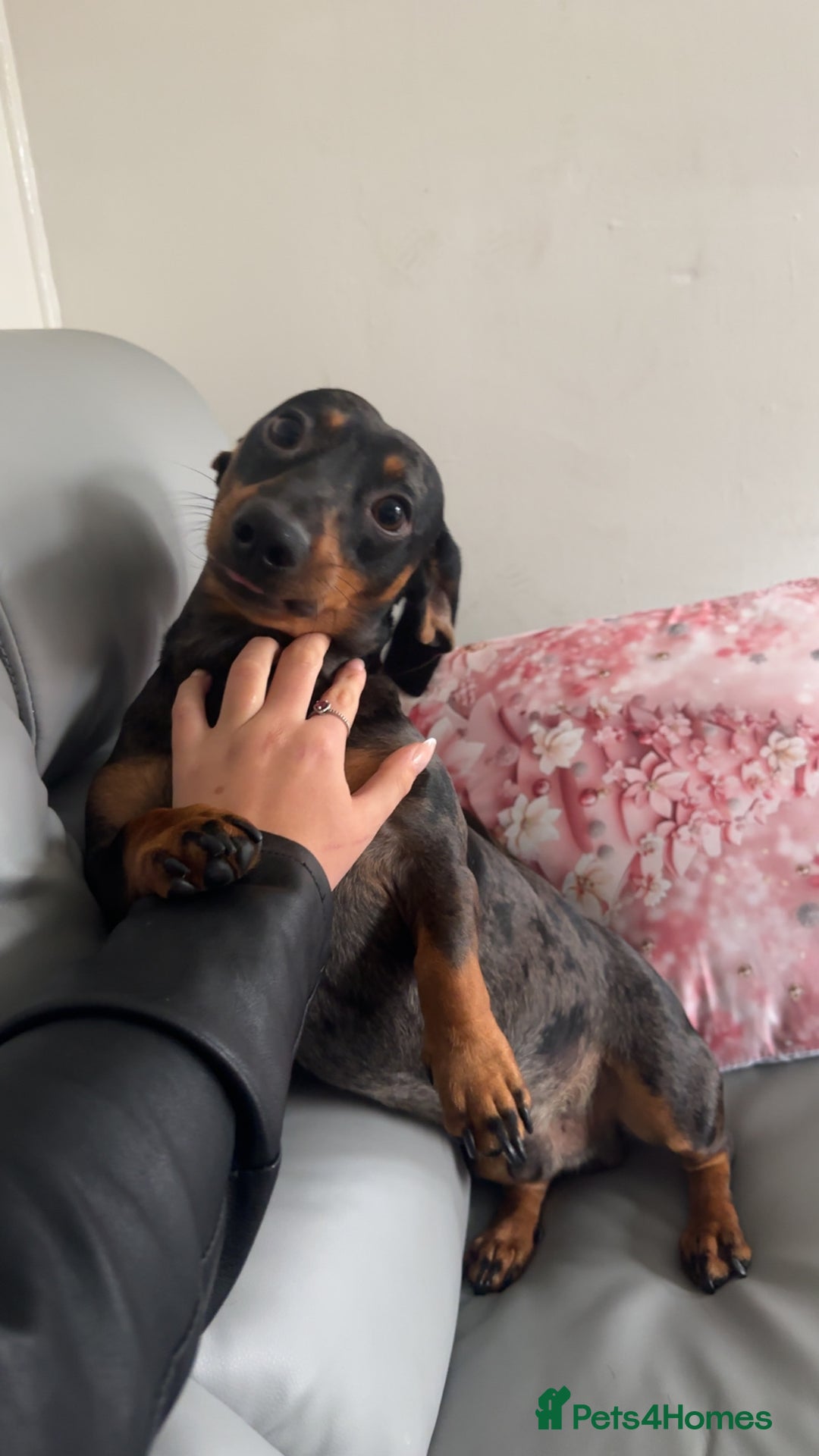 Dachshund dogs for stud: Beautiful Dachshund Dapple stud  in Manchester - Advert 2