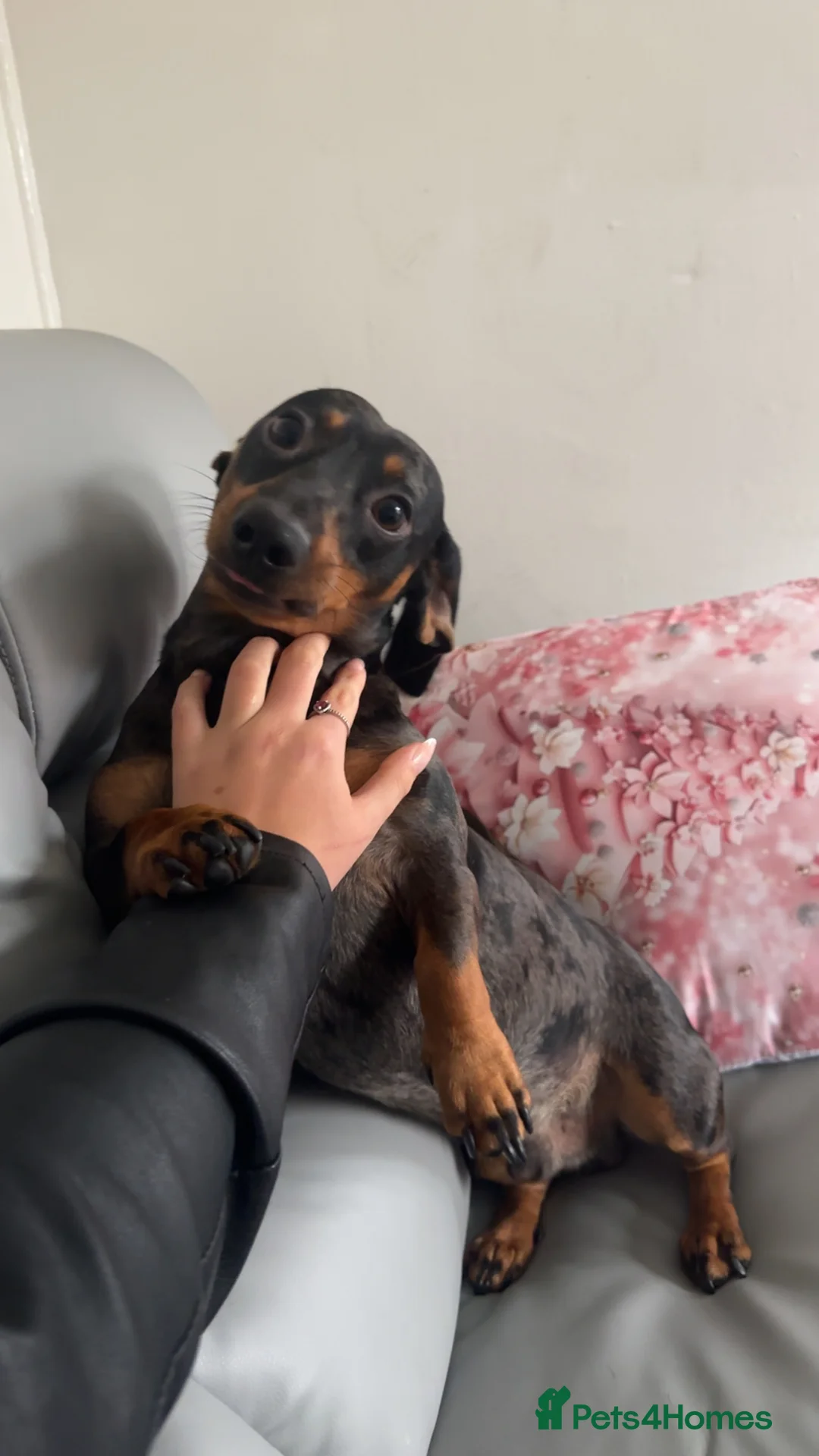 Dachshund dogs for stud: Beautiful Dachshund Dapple stud  in Manchester - Advert 2
