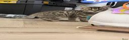 Bengal cats for sale: Beautiful x bengals ready to be rehomed - Advert 3