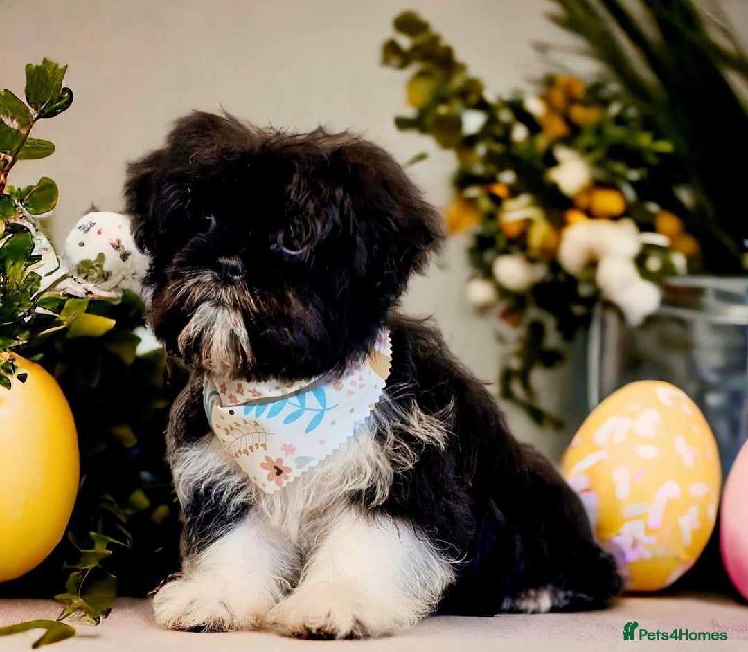 Shih Tzu dogs for sale: Shh tzu for sale - Advert 4