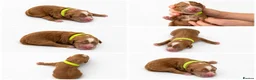Cockapoo dogs for sale: F1 Cockapoo Winnie’s Puppies have arrived - Advert 9