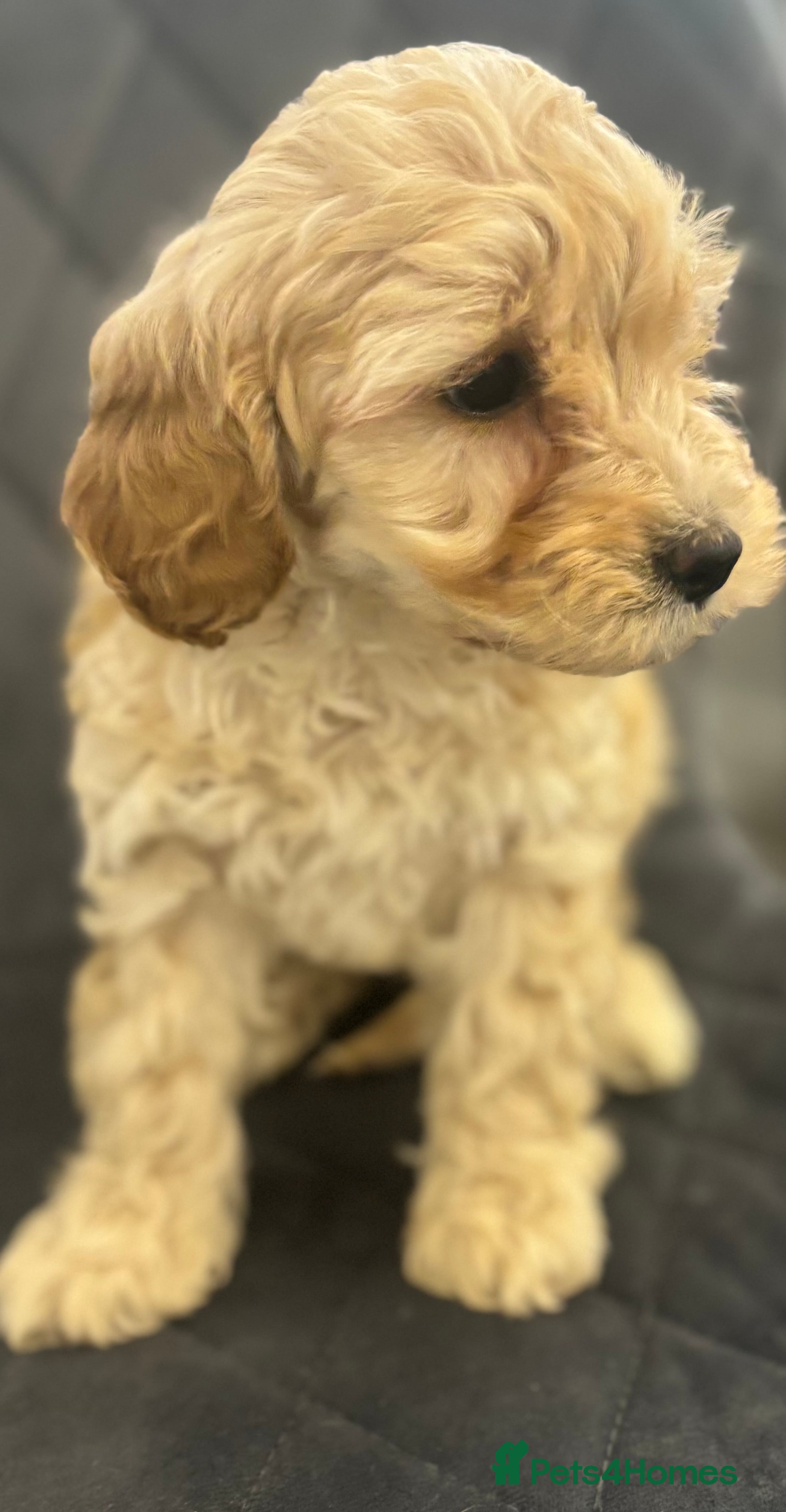 Cavapoo dogs F1 cavapoo pups only apricots left available  - Advert 16